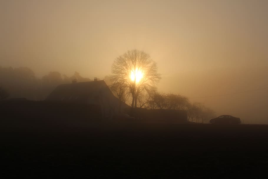 tree, landscape, sunrise, sunny, fog, germany, sky, beauty in nature HD wallpaper