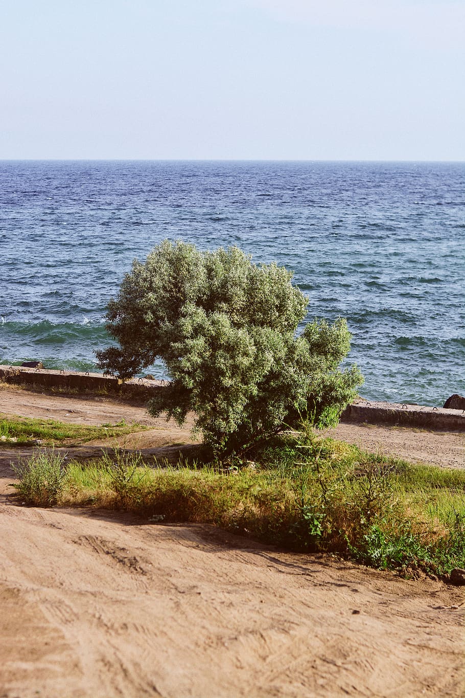 tree, sea, waves, water, sky, sand, grass, nature, summer, botanical HD wallpaper