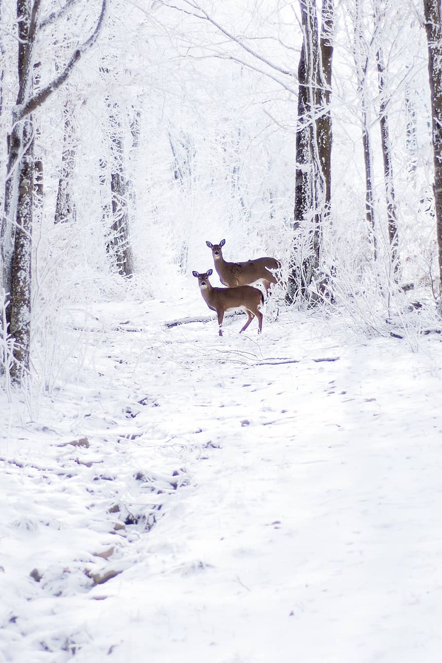 snow, winter, cold, frost, nature, deer, outdoors, season, wildlife HD wallpaper