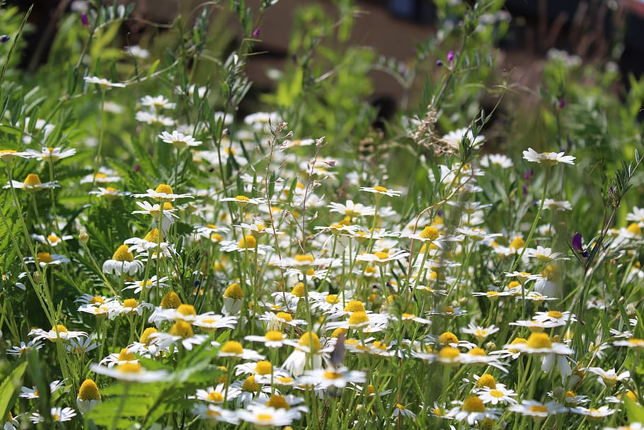 chamomile, flower, meadow, nature, village, closeup, the background HD wallpaper