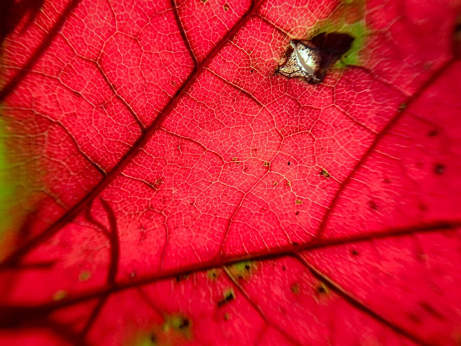 red and green leaf, veins, memphis, united states, 9012 johnston st HD wallpaper