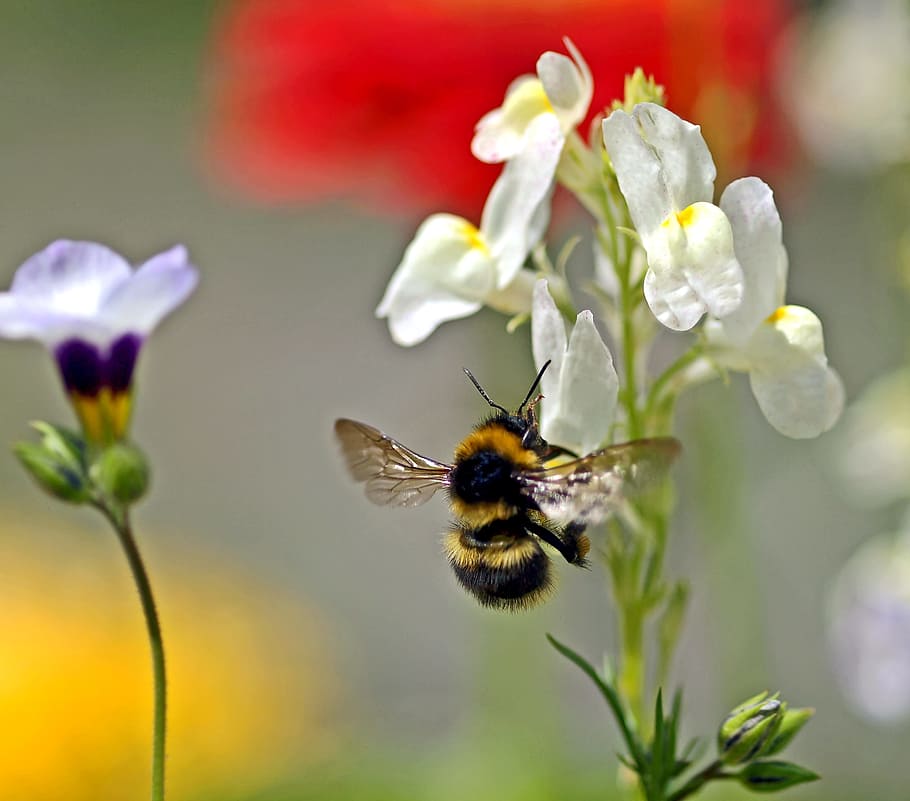 wild, bee, insect, flower, nature, flowering plant, animal HD wallpaper