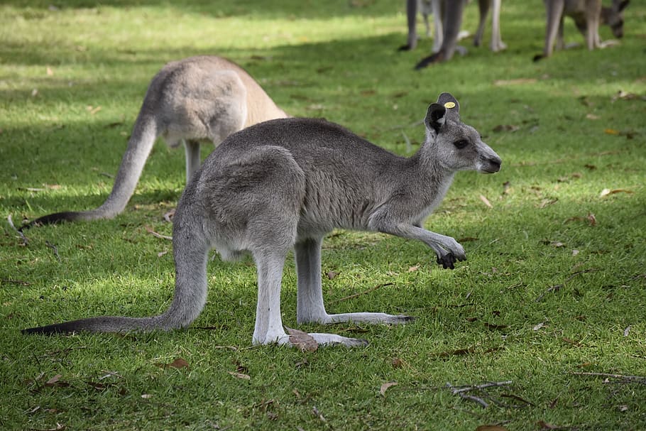 australia, kangaroo, nature, animal, animal themes, grass, animals in the wild HD wallpaper