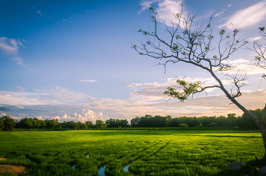 natural, field, sky, scenery, plant, beauty in nature, tree HD wallpaper