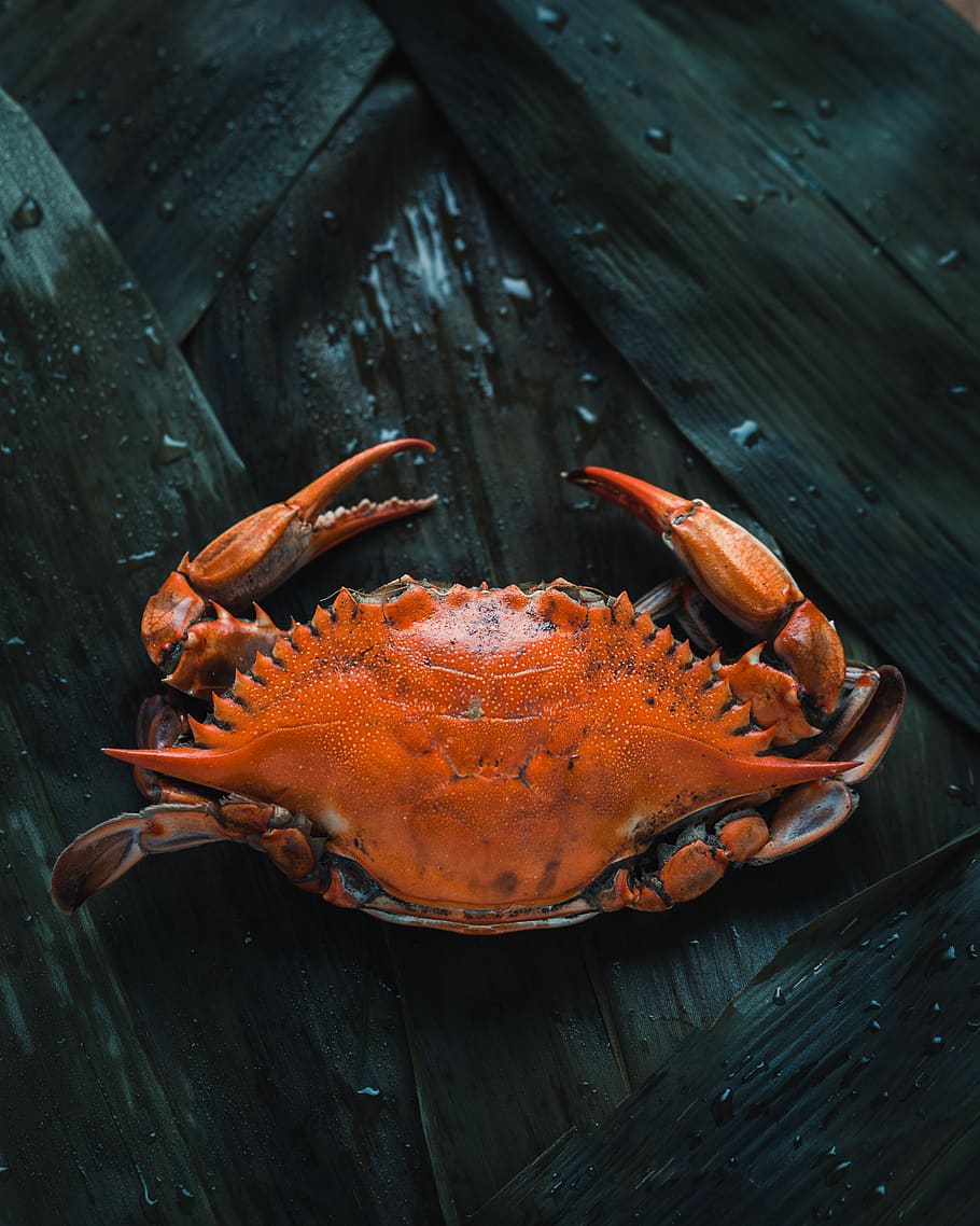 brown crab on brown surface, animal, animal wildlife, wood - material HD wallpaper
