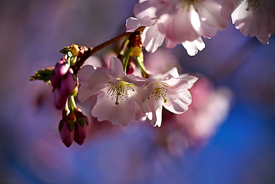 cherry, spring, pink, branch, cherry blossom, petals, flower HD wallpaper