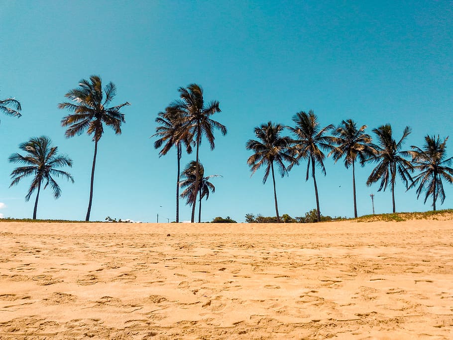 Coconut Trees on Brown Sand, beach, blue sky, exotic, hot, idyllic HD wallpaper