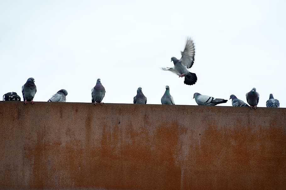 pigeons, rusty, city, flying, industry, wall, birds, structure HD wallpaper