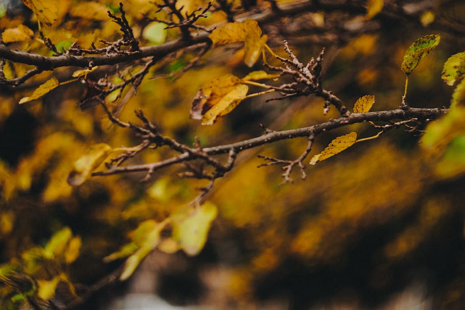 brown tree branch, plant, leaf, vegetation, nature helios, insect HD wallpaper