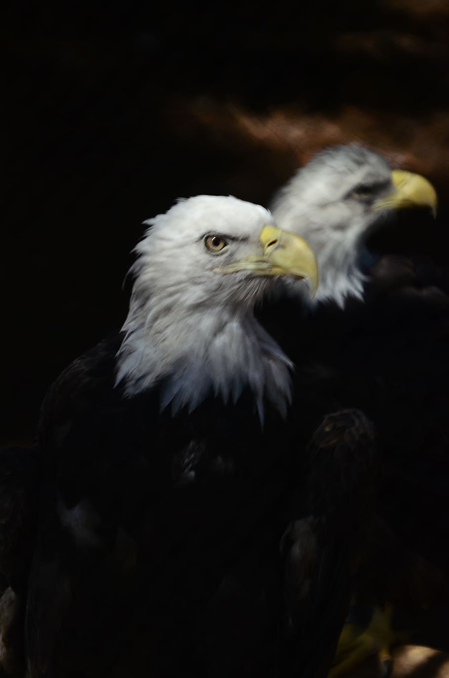 eagle, raptor, wild, bird, animal themes, vertebrate, animals in the wild HD wallpaper