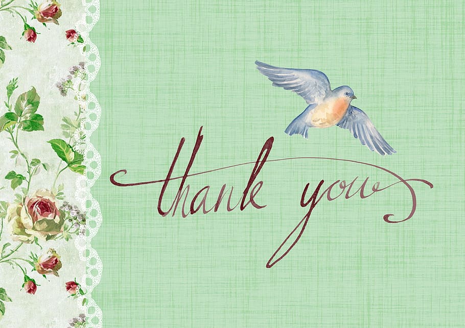 ThankYou, thankgraphics, text, no people, bird, western script HD wallpaper