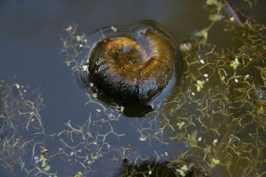 snail, water, structure, shell, spiral, animal, animal themes HD wallpaper