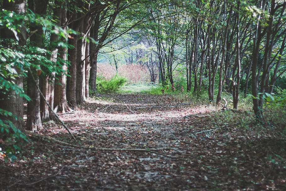 Road in Forest, bright, daylight, environment, grass, green, landscape HD wallpaper