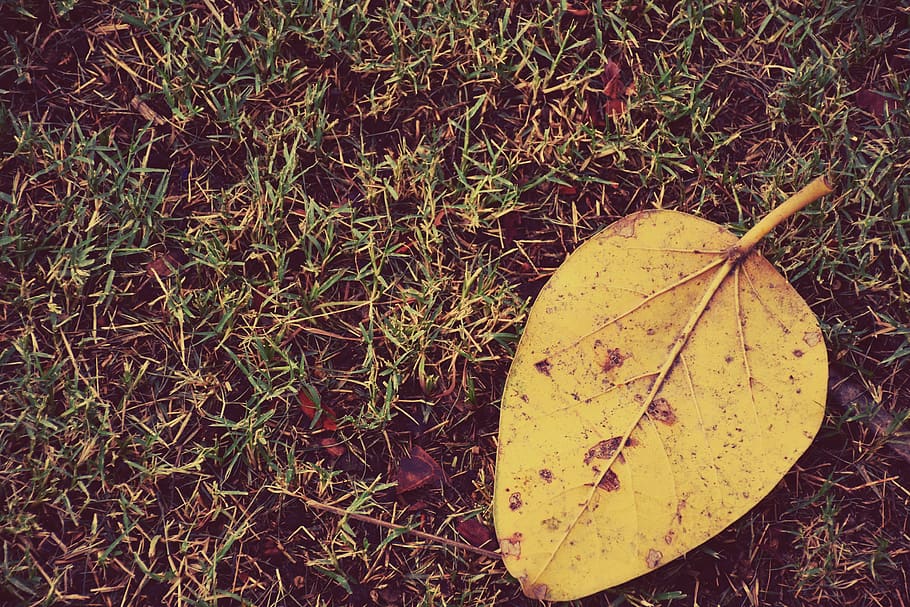 plant part, leaf, nature, change, autumn, no people, yellow HD wallpaper