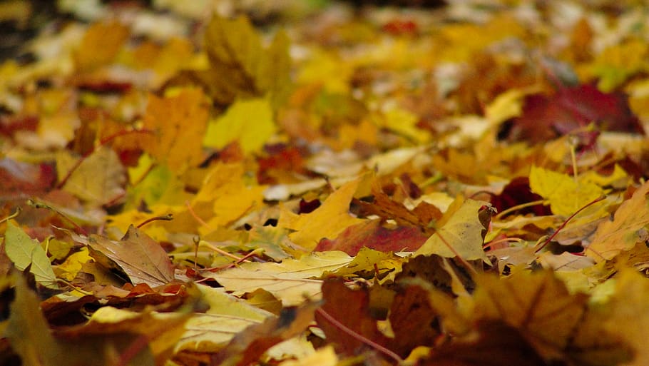 leaves, fall, autumn, change, plant part, leaf, maple leaf, HD wallpaper