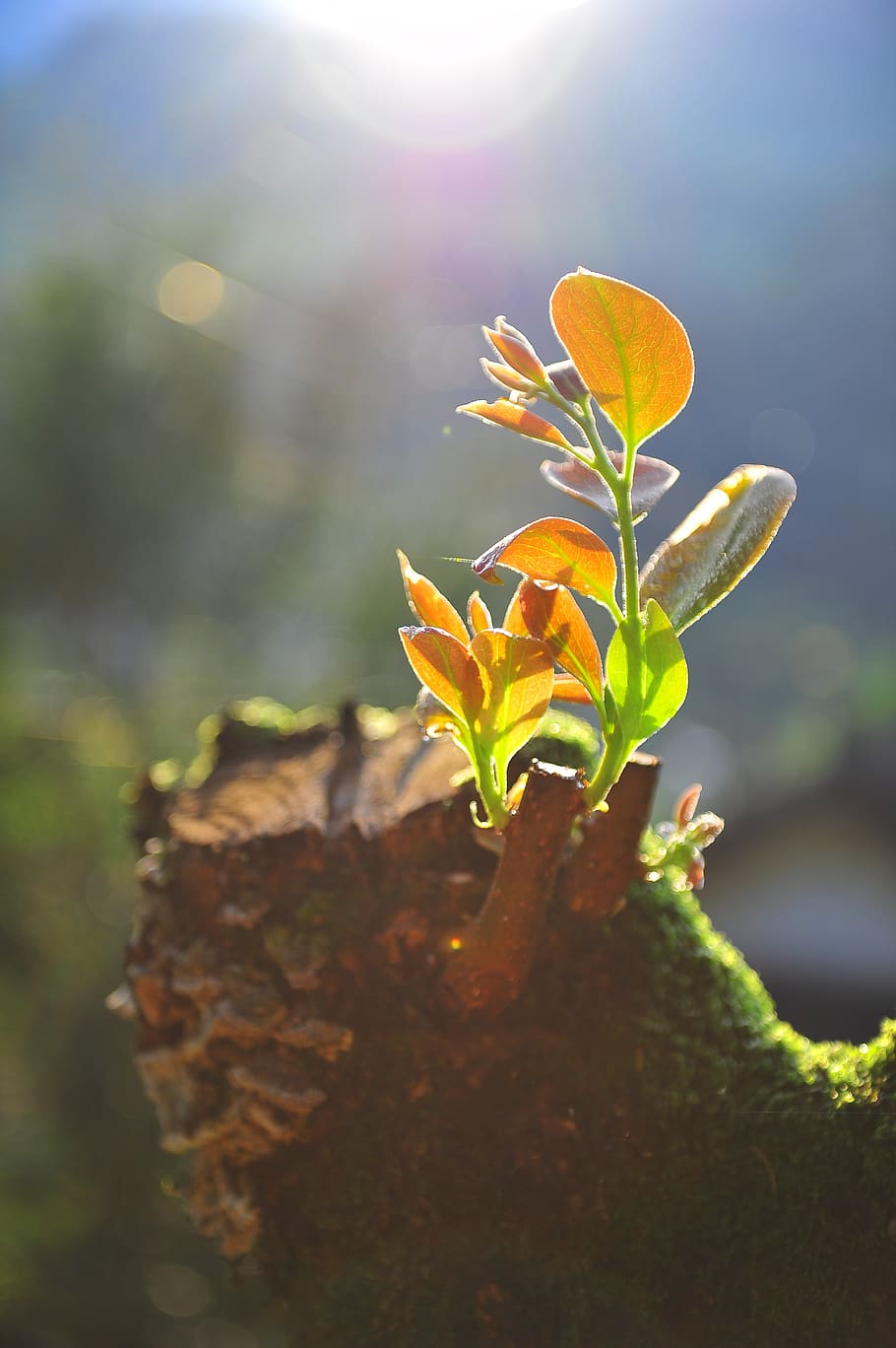 stump, bud, hope, nature, plant, growth, beauty in nature, freshness HD wallpaper