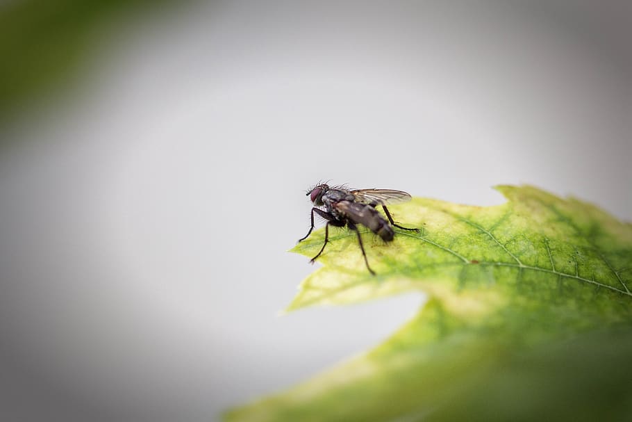 fly, macro, nature, insect, blue, animals, flower, green, invertebrate HD wallpaper