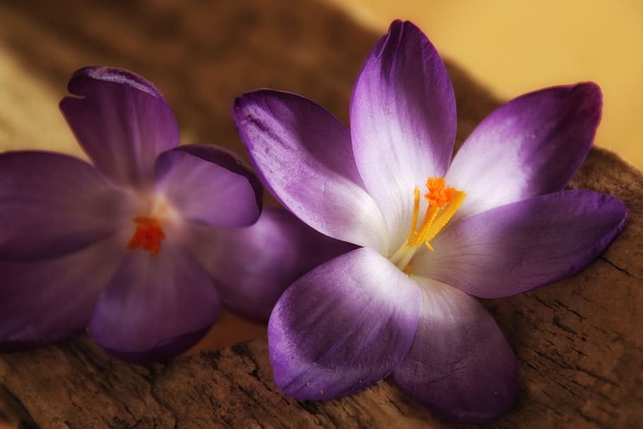 crocus, purple, close up, bloom, spring, february, march, frühlingsanfang HD wallpaper