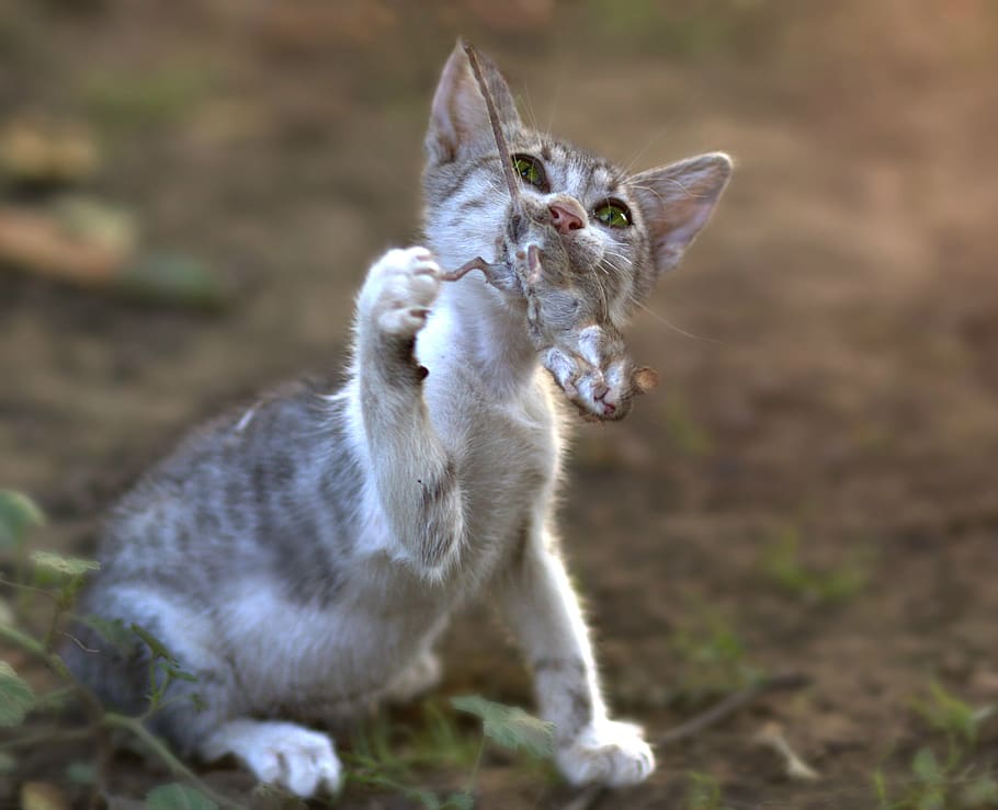 cat, mouse, hunting, animal, animal themes, mammal, one animal HD wallpaper