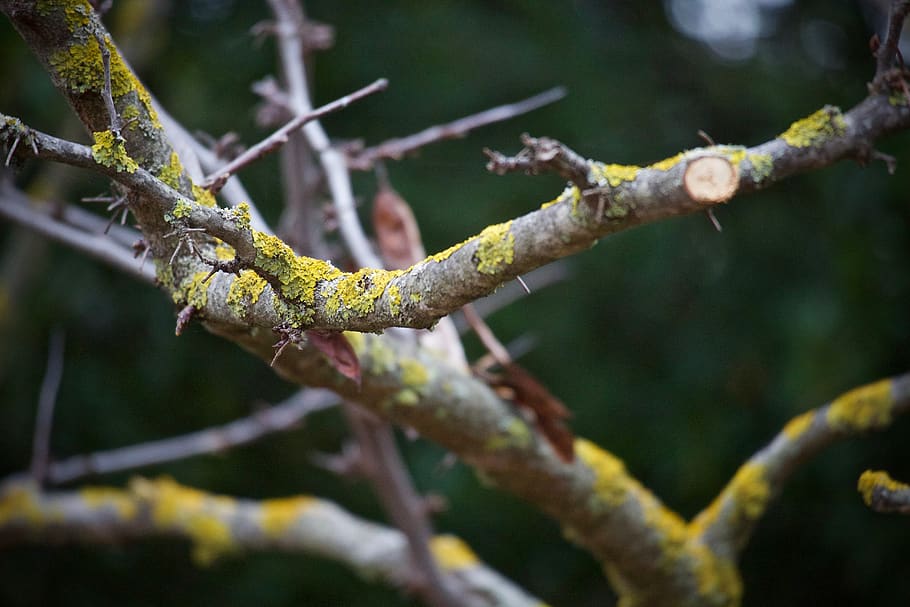 branch, dry branch, moss, background, park, plant, tree, green HD wallpaper