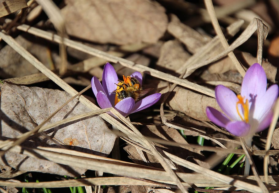 crocus, bee, spring, nature, bloom, insect, frühlingsanfang HD wallpaper