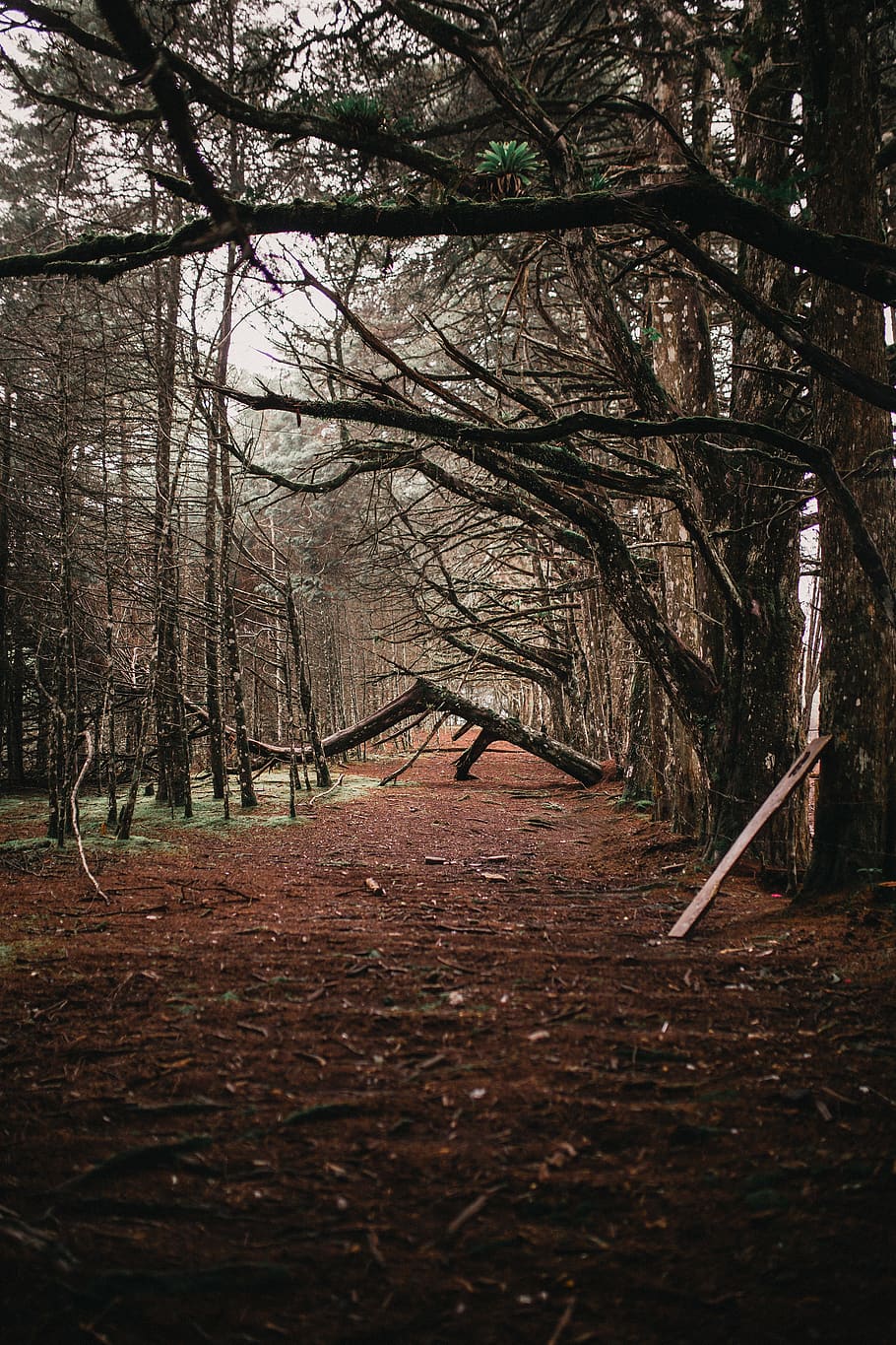 Withered Forest Trees, branches, environment, path, woods, plant HD wallpaper