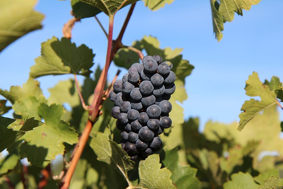 grape, merlot wine, cluster grape, vineyard, red grape, growth HD wallpaper