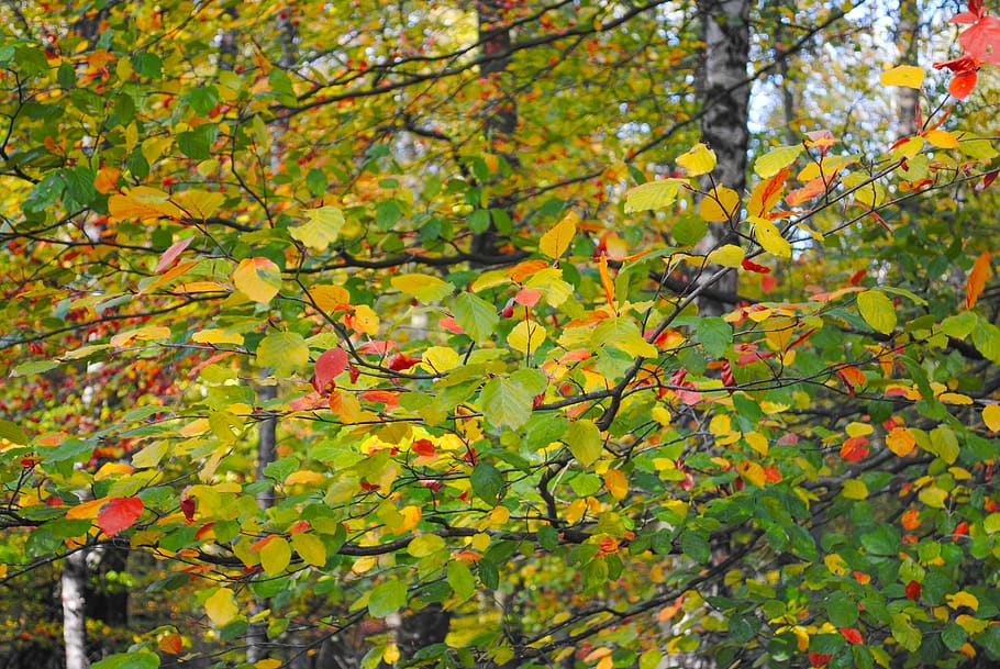 leafs, colorful, beech, branches, green, red, forest, woods HD wallpaper