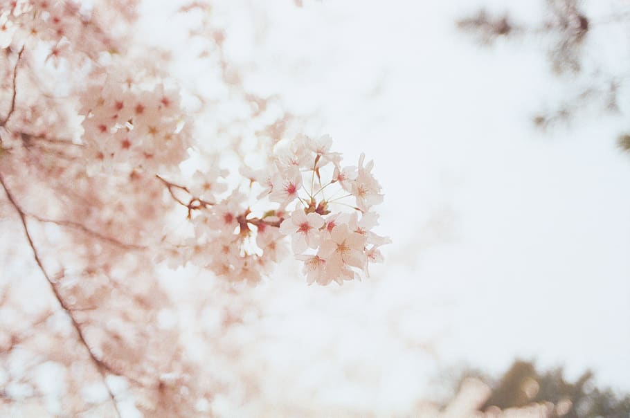 Selective Focus Photography of Cherry Blossoms, beautiful, bloom HD wallpaper