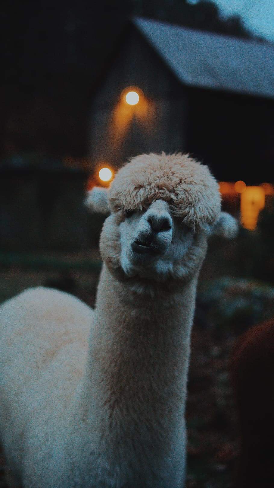 beige llama, animal, alpaca, mammal, wool, cattle, hair, outdoors