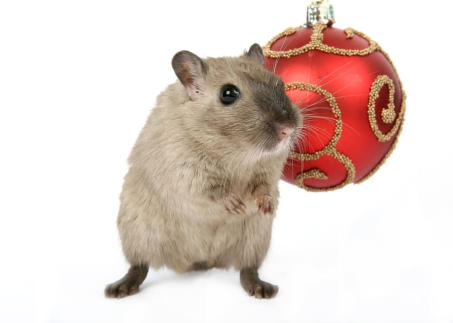 mouse, mice, animal, fast, quick, white, animal themes, rodent HD wallpaper