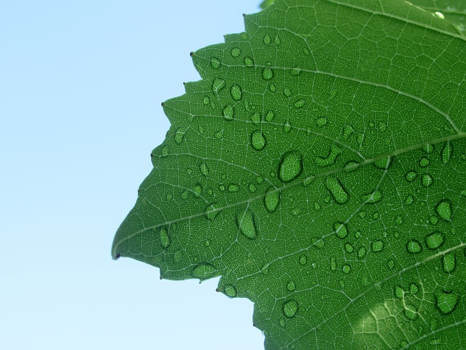 foliage, grape, rain, green color, leaf, plant part, sky, nature HD wallpaper