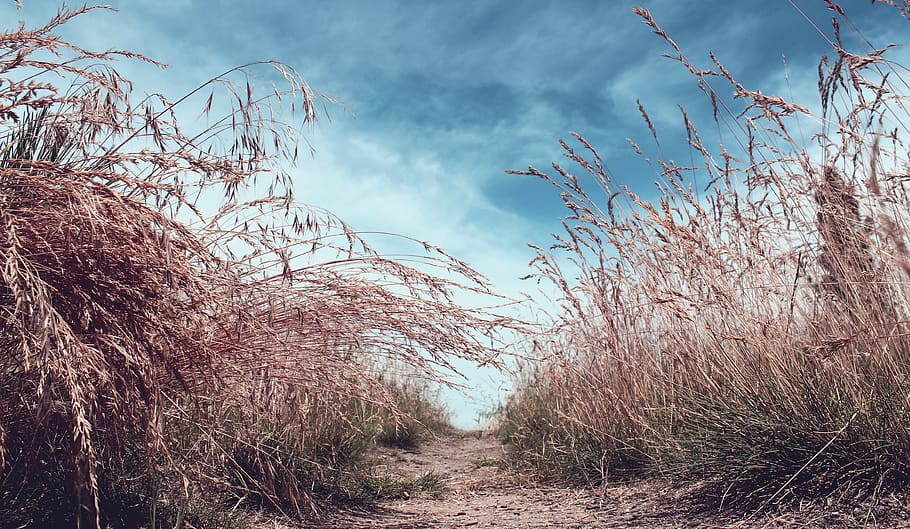 trail, trees, forest, hike, weed, grass, plant, sky, nature HD wallpaper