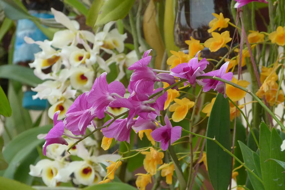 laos, luang prabang, orchidaceae, flowers, luangprabang, magenta, HD wallpaper