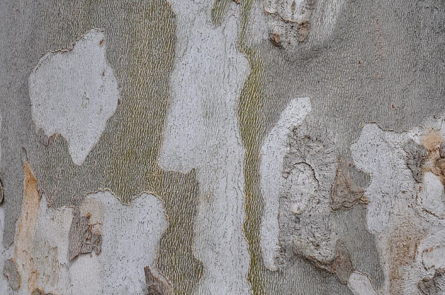 bark, tree, background, nature, log, summer, grain, structure HD wallpaper