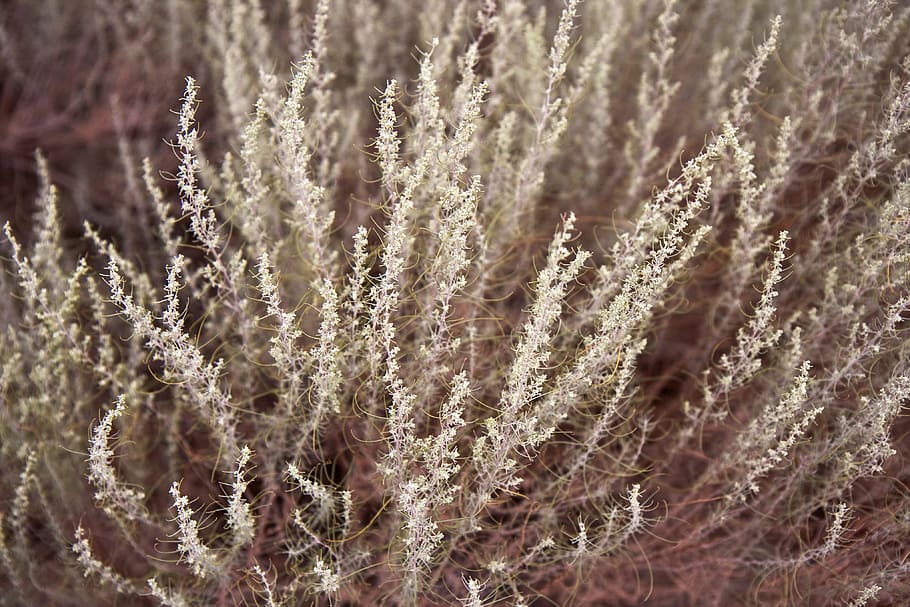 Photo Of Plant, grass, shrub, backgrounds, full frame, selective focus HD wallpaper