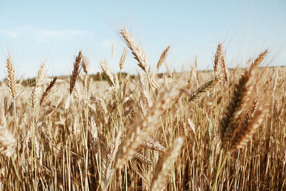 wheat, field, handsomely, crop, agriculture, cereal plant, rural scene HD wallpaper
