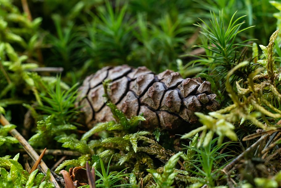 pine cone, moss, forest, nature, summer, grass, plant, green color HD wallpaper