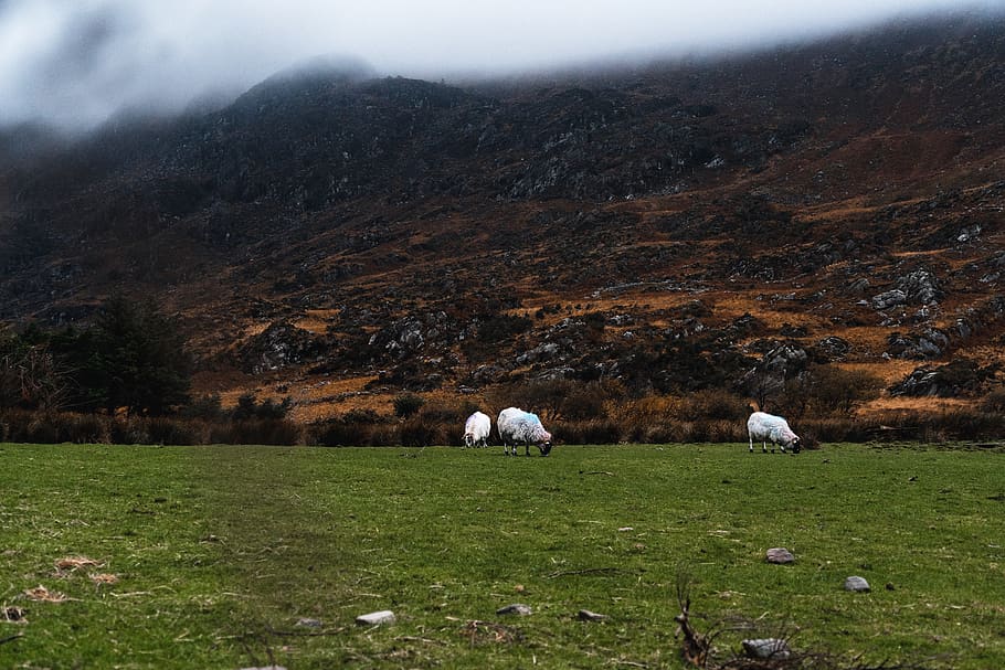 field with three sheeps, nature, outdoors, animal, mammal, grassland HD wallpaper