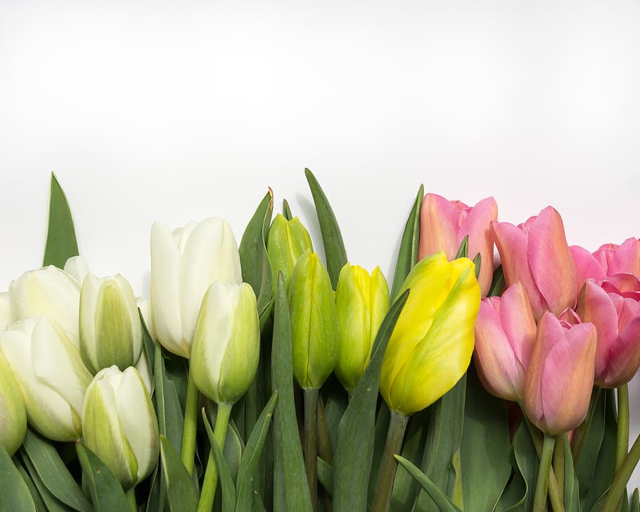 freshness, flower, flowering plant, tulip, fragility, beauty in nature HD wallpaper