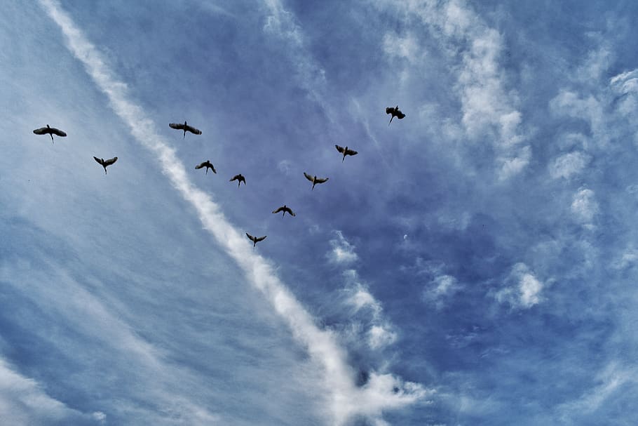 birds, sky, clouds, flying, cloud - sky, animal themes, animal wildlife HD wallpaper