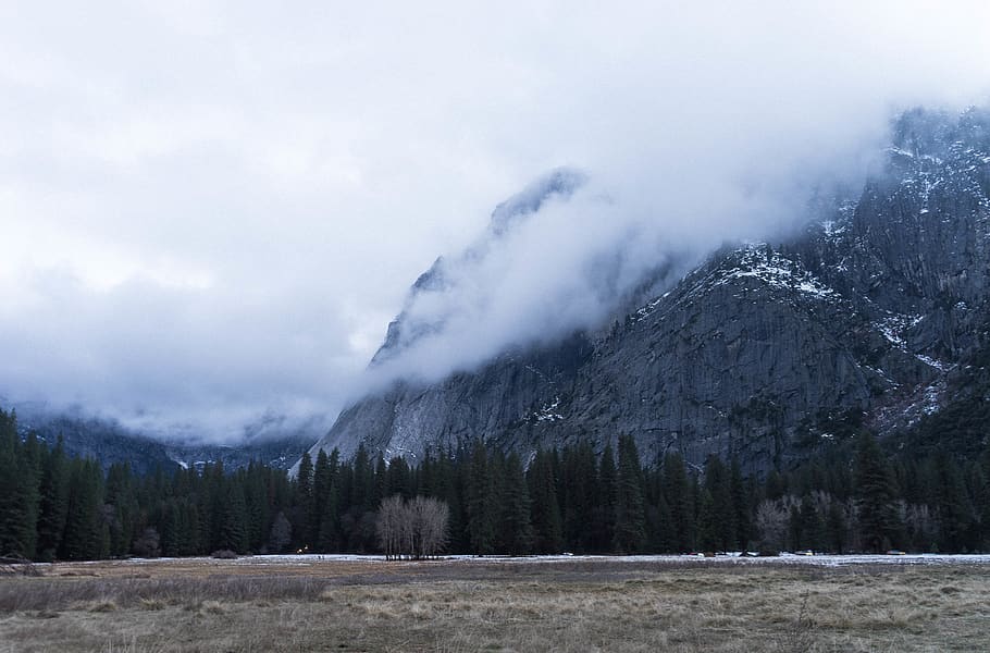 pine trees and gray rock formation, yosemite valley, forest, mountain HD wallpaper