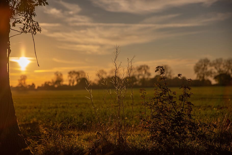 Selective Focus Photo of Plants During Dawn, blur, close-up, dusk HD wallpaper