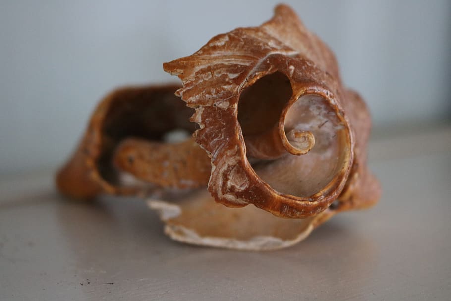 shell, skeleton, broken, old, burnt sienna, sharp edges, fibonacci curve HD wallpaper