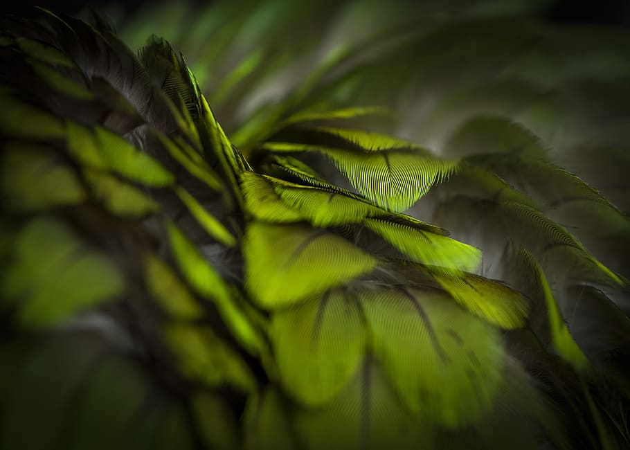 green leaf, green color, plant, growth, plant part, close-up HD wallpaper