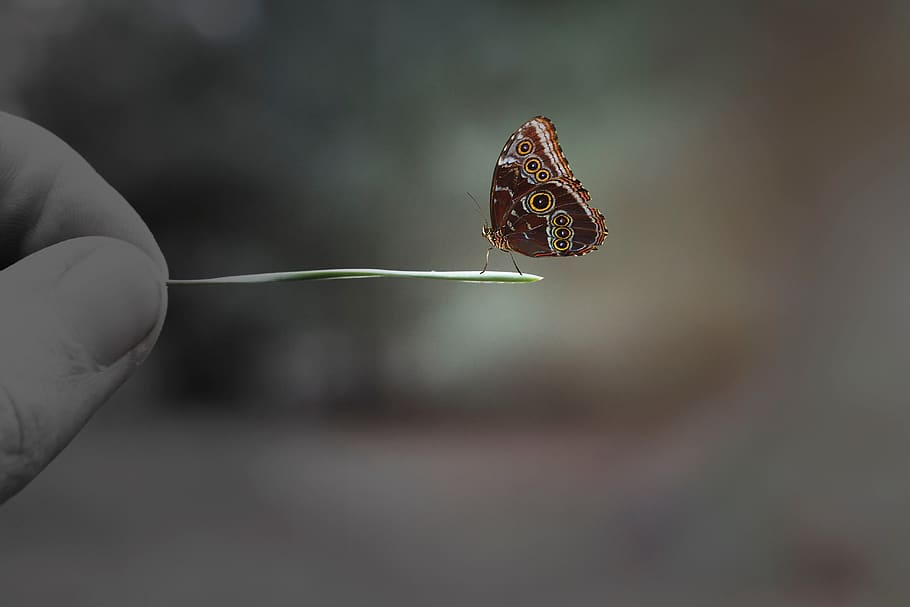 butterfly, insect, sit, needle, fir needle, hand, finger, keep HD wallpaper