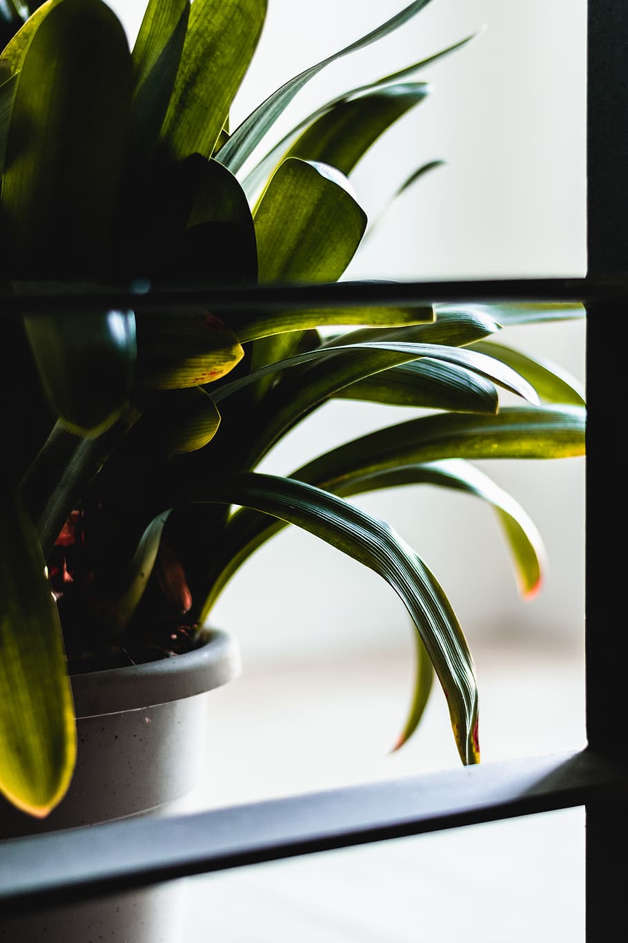 green-leafed plant, aloe, flower, blossom, iris, pot, home decor HD wallpaper