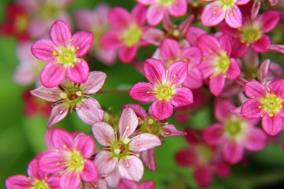 flowers, pink, spring, romantic, garden, tender, romance, flowering plant HD wallpaper
