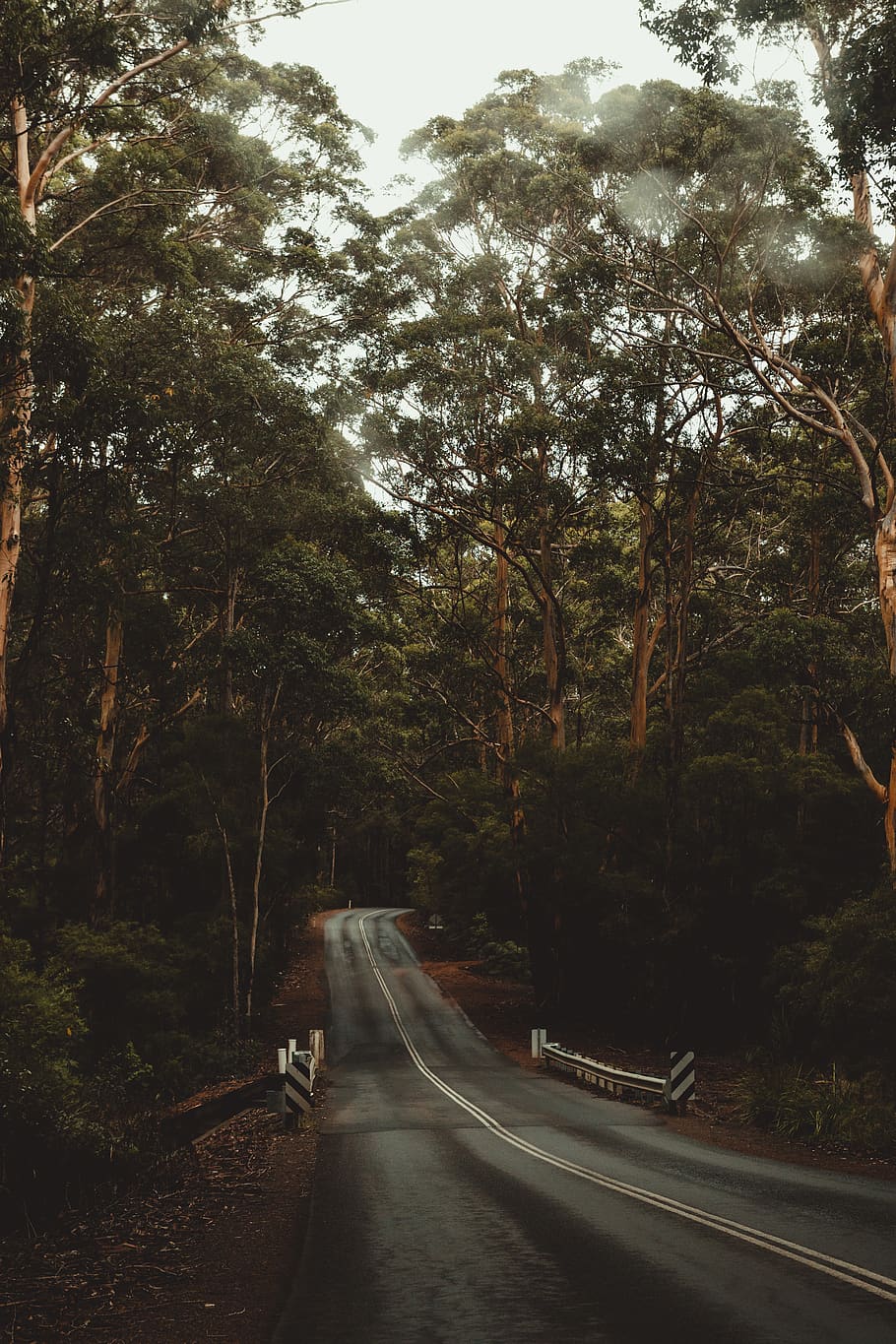australia, margaret river, road, forest, trees, western australia, HD wallpaper