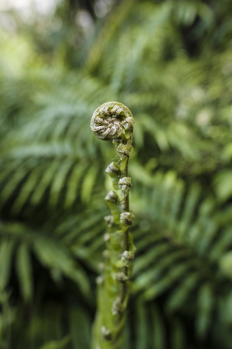 selective photography of green fern, plant, spiral, coil, garden spider, HD wallpaper